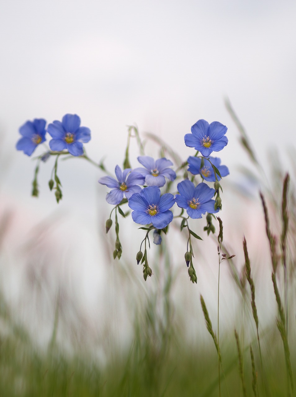 Image - flower blue meadow spring len