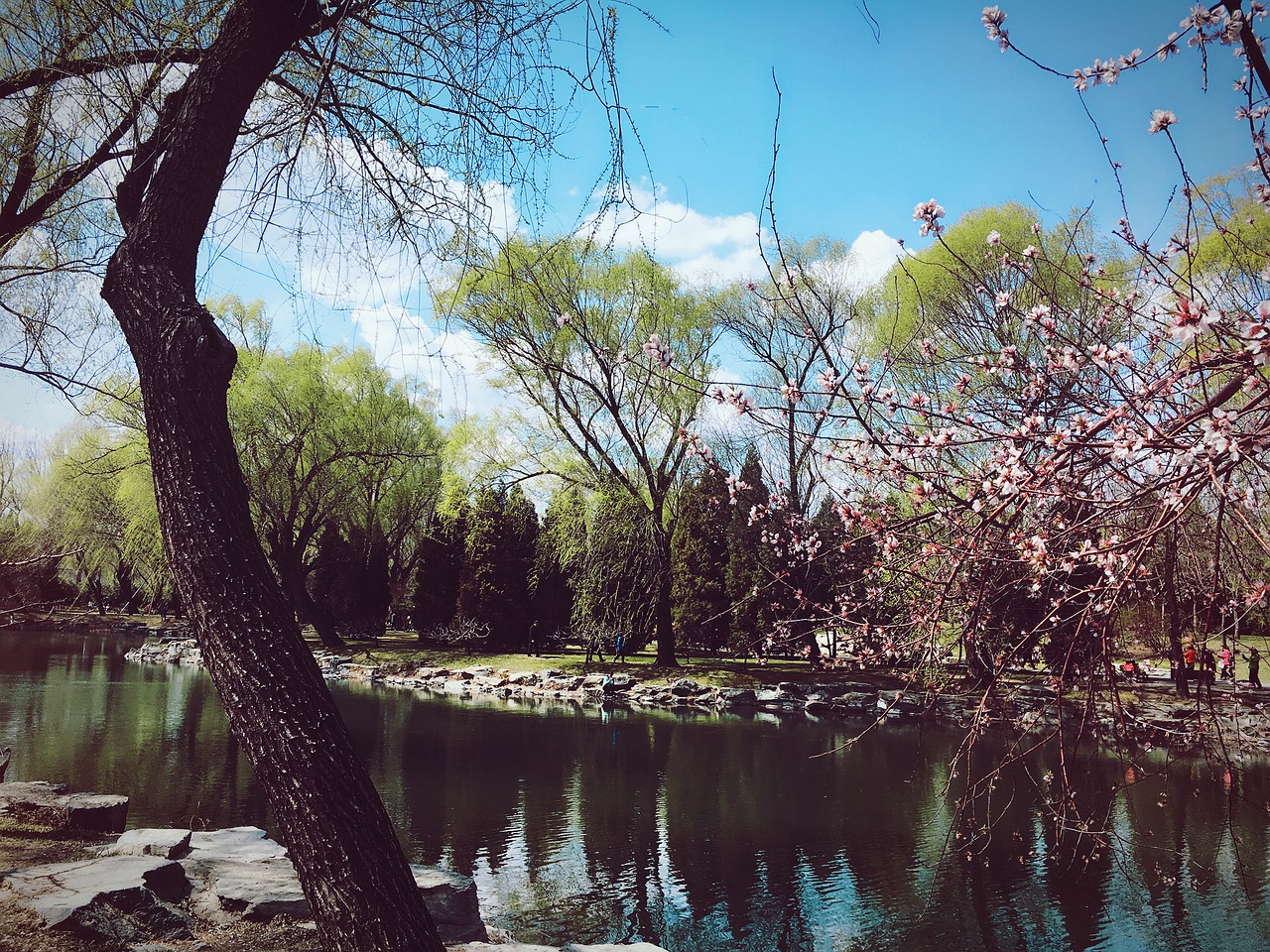 Image - the scenery the summer palace trees