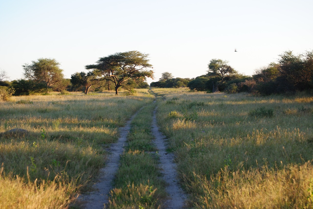 Image - africa namibia nature grass