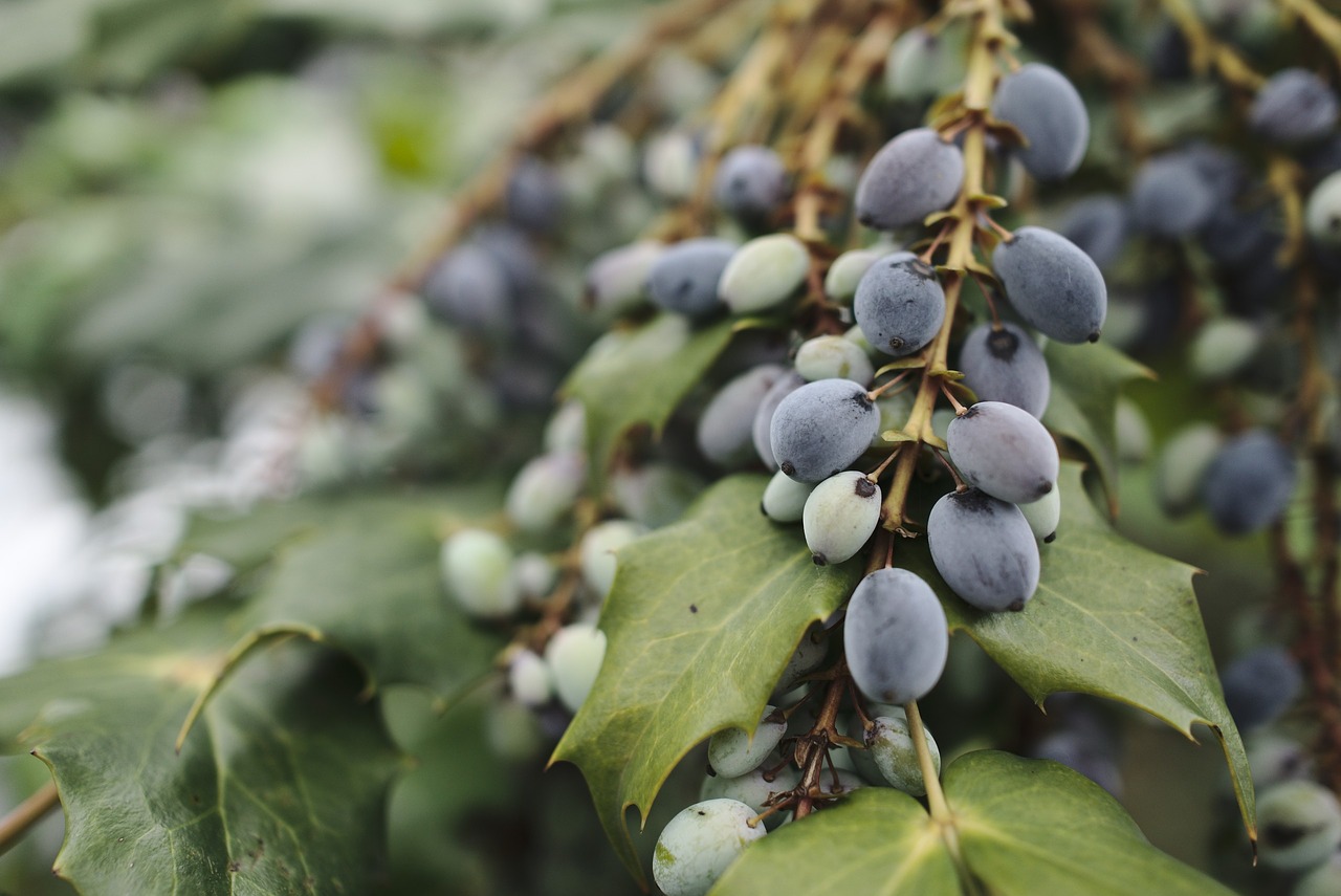 Image - berries shrub bush plant inedible