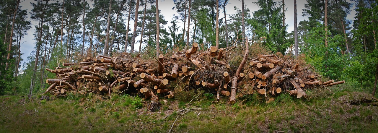 Image - wood holzstapel timber industry