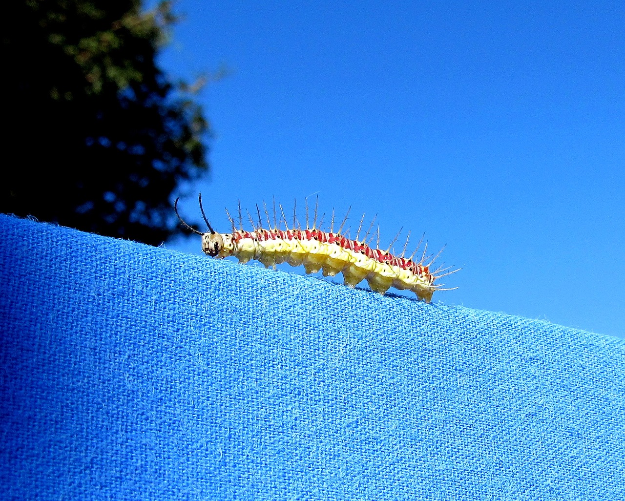 Image - caterpillar nature wild