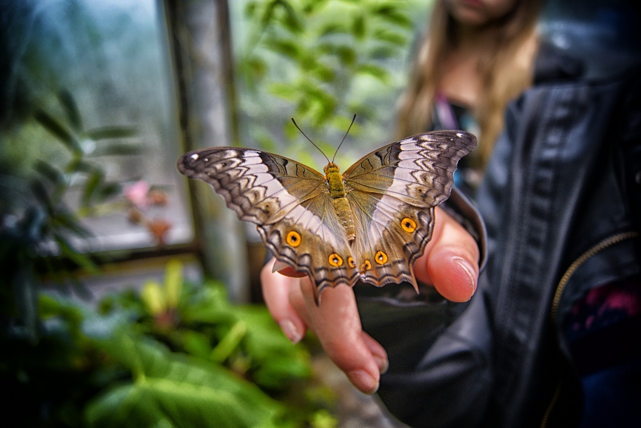 Image - butterfly butterfly garden papillon