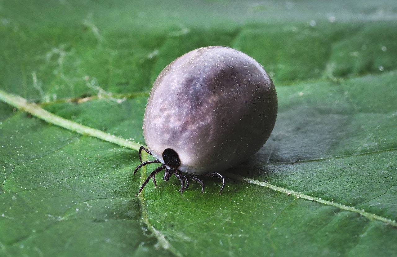 Image - tick lyme disease mites bite