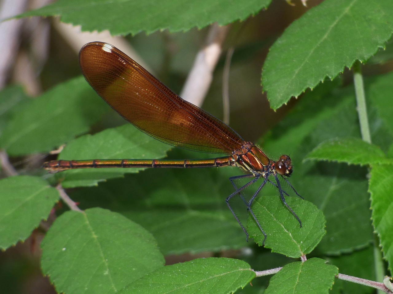 Image - calopteryx virgo dragonfly damselfly