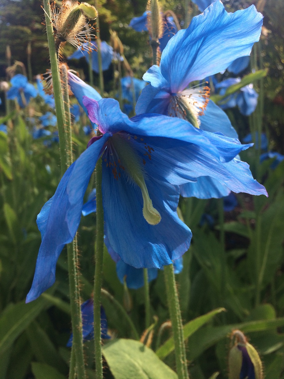 Image - himalayan blue poppy poppy flower