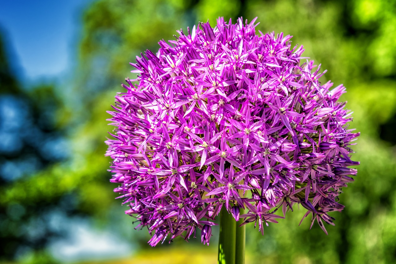 Image - flower blossom bloom ball leek