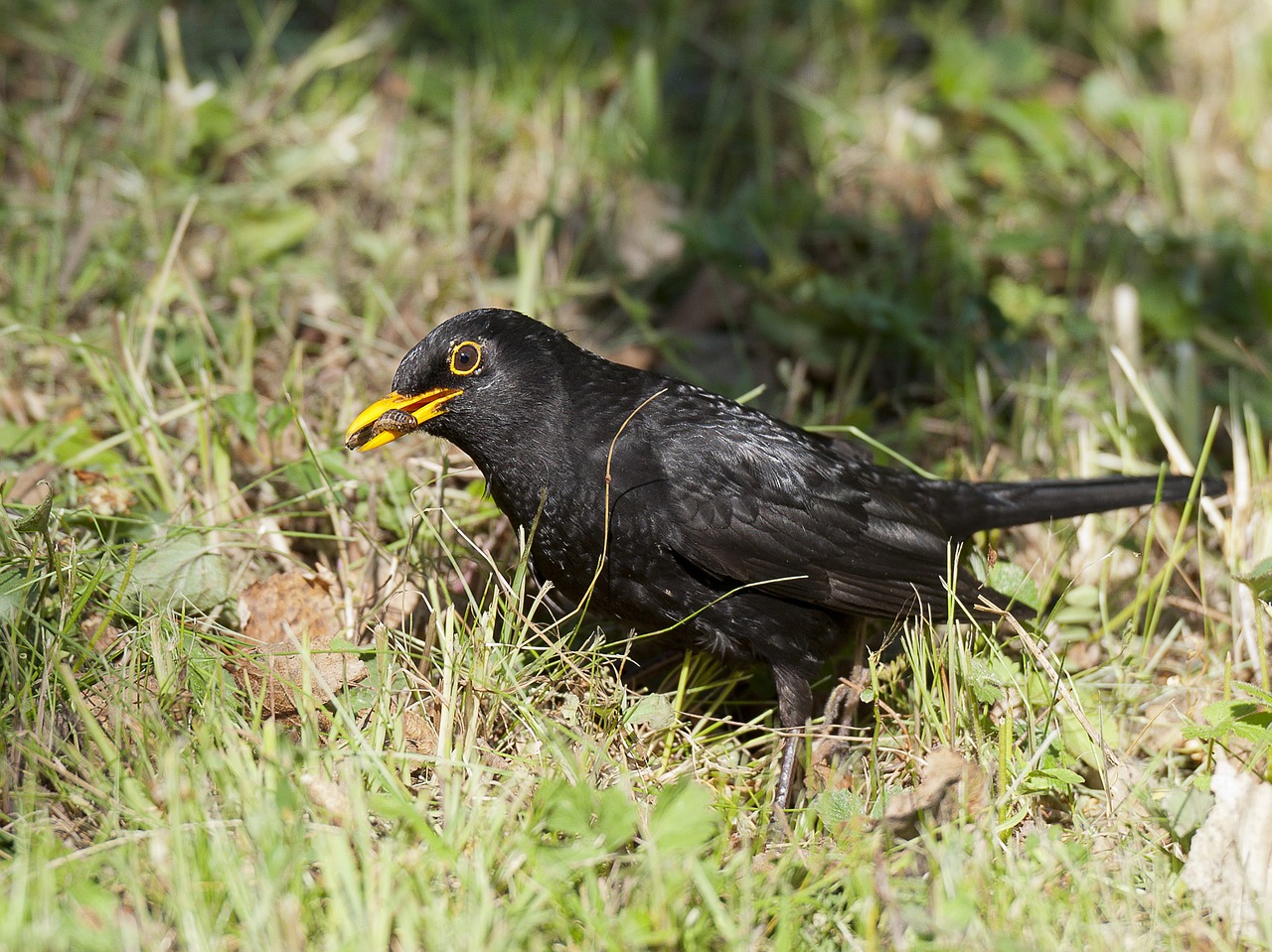 Image - blackbird insects caught