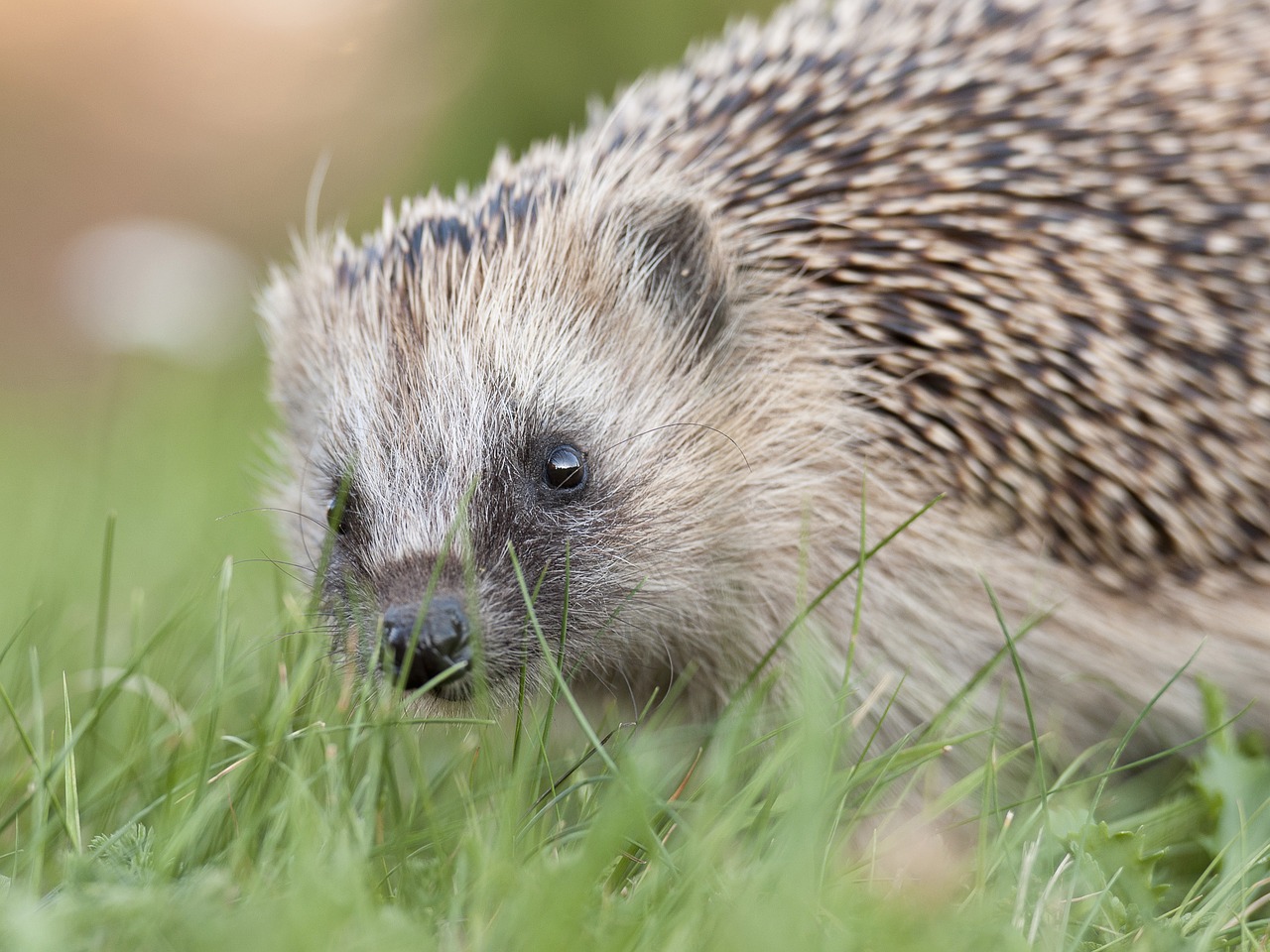 Image - hedgehog nos closeup face