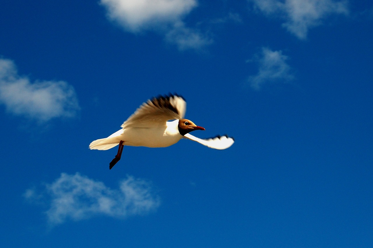 Image - black headed gull gull himmel