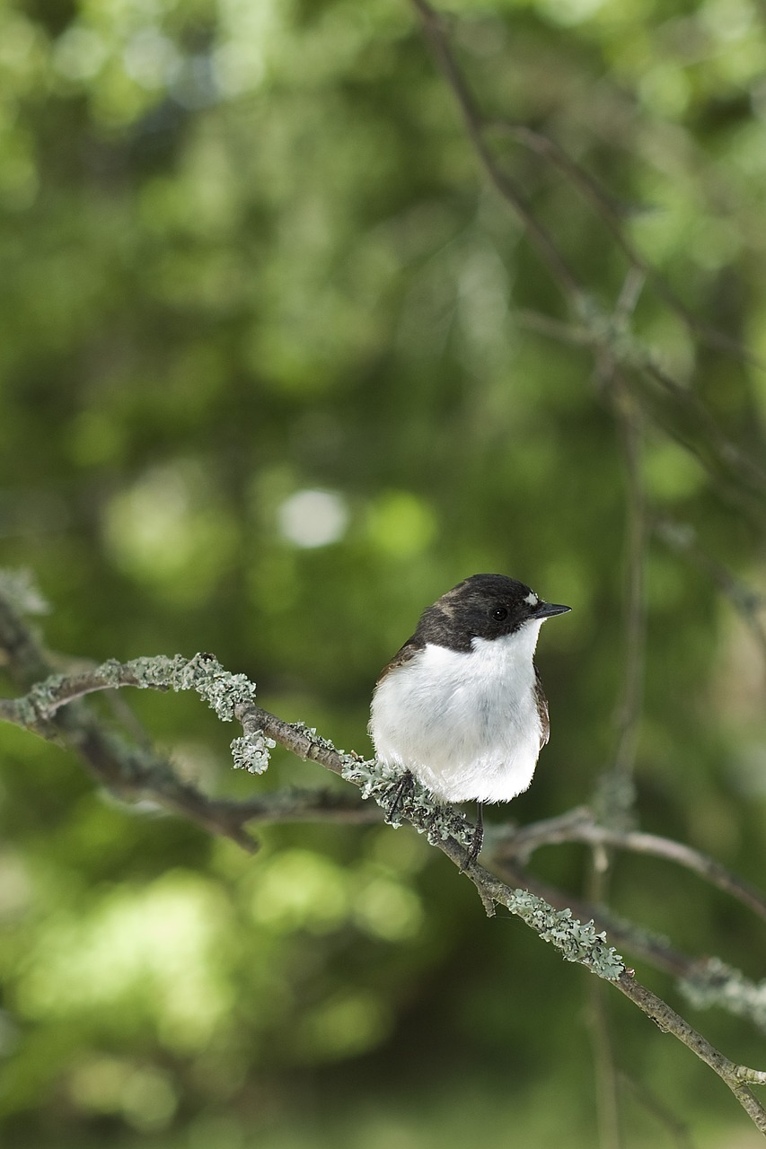 Image - flycatcher male bird