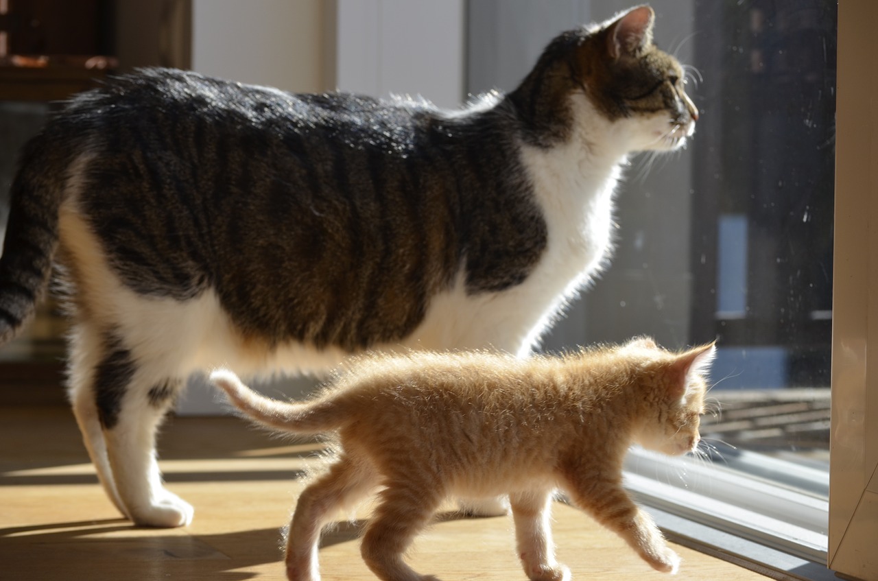 Image - odd couple cat kitten friends