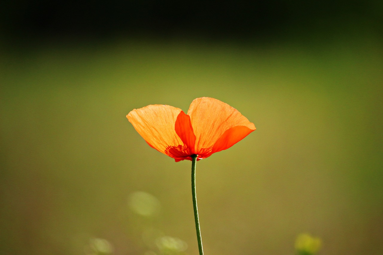 Image - flower poppy klatschmohn red poppy