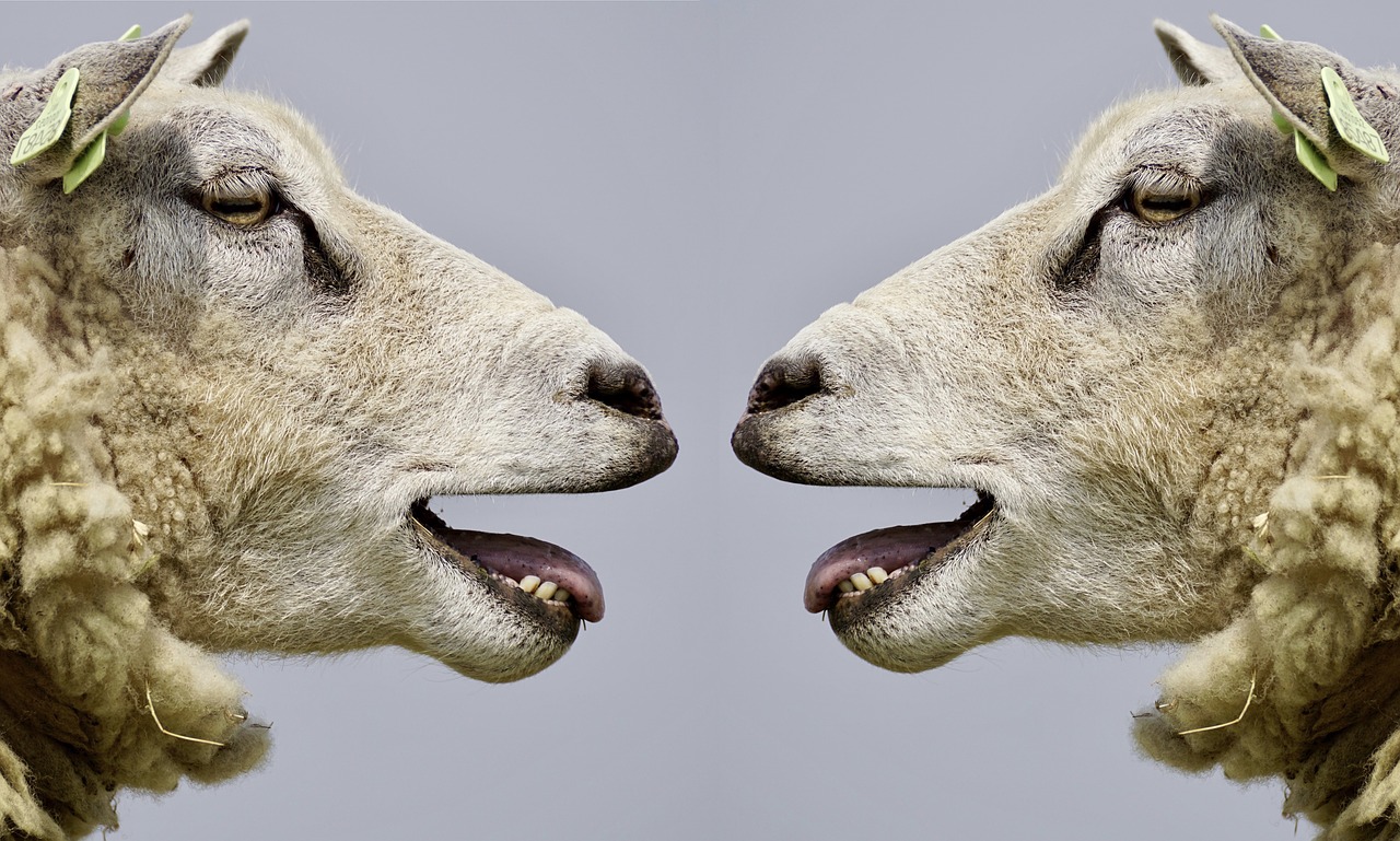 Image - sheep bleat communication