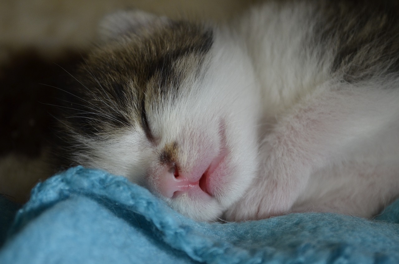 Image - sleep baby cat kitten cat