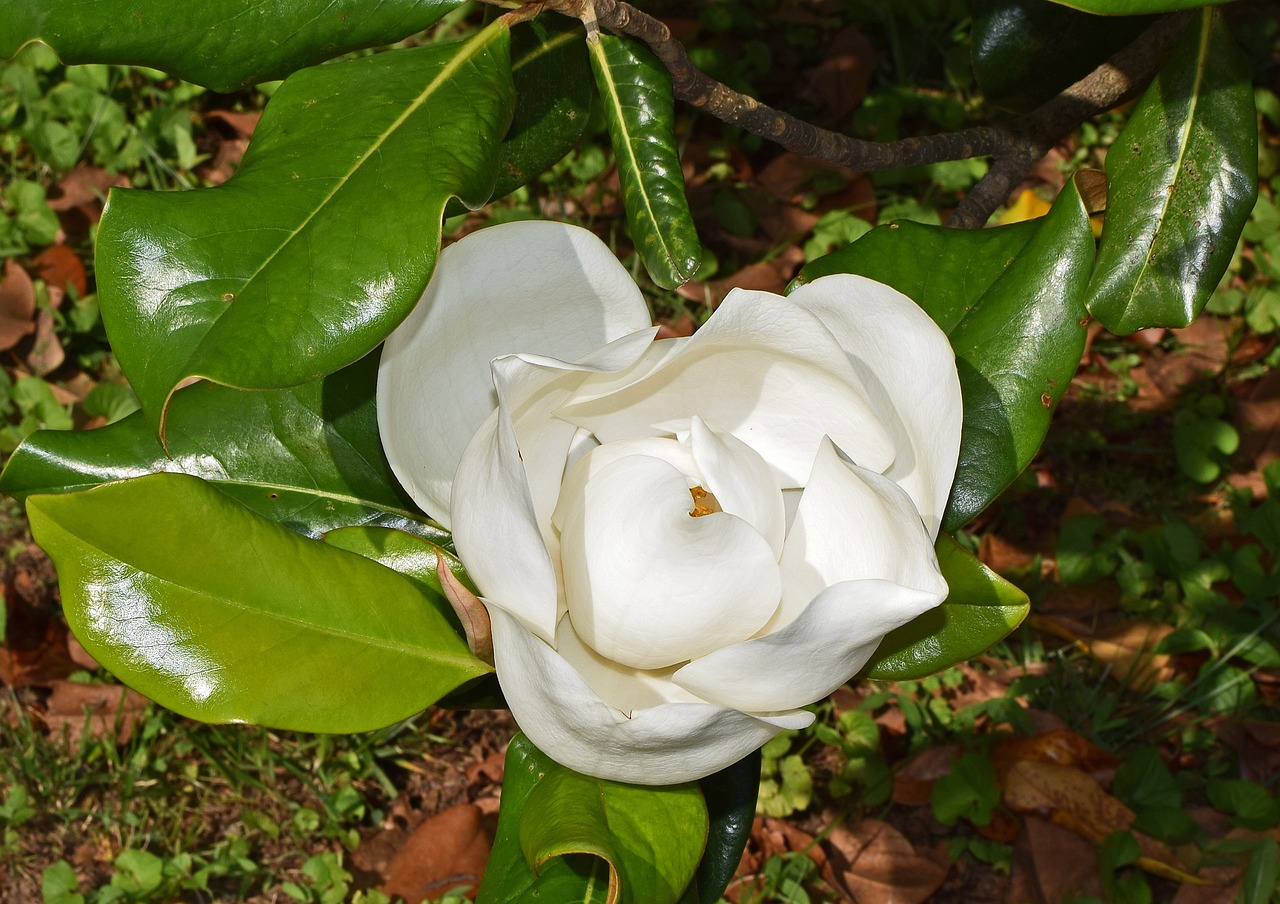 Image - dinner plate magnolia flower opening