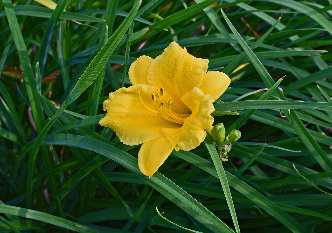 Image - daylily lily bud flower blossom