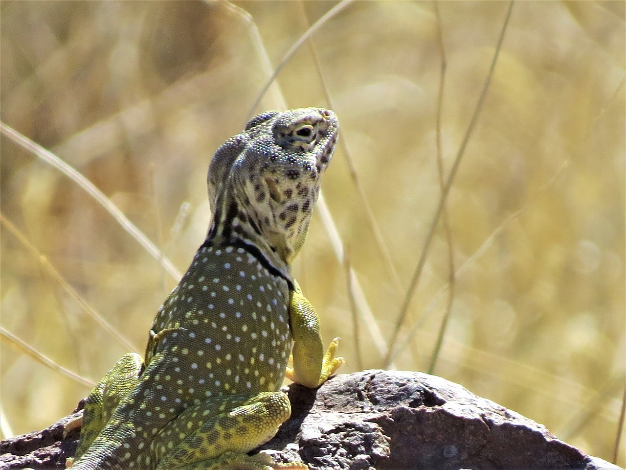Image - reptile lizard yellow wildlife