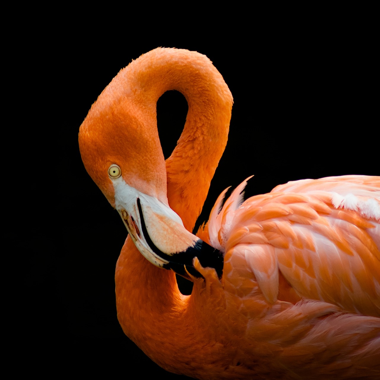 Image - flamingo bird pink exotic tropical