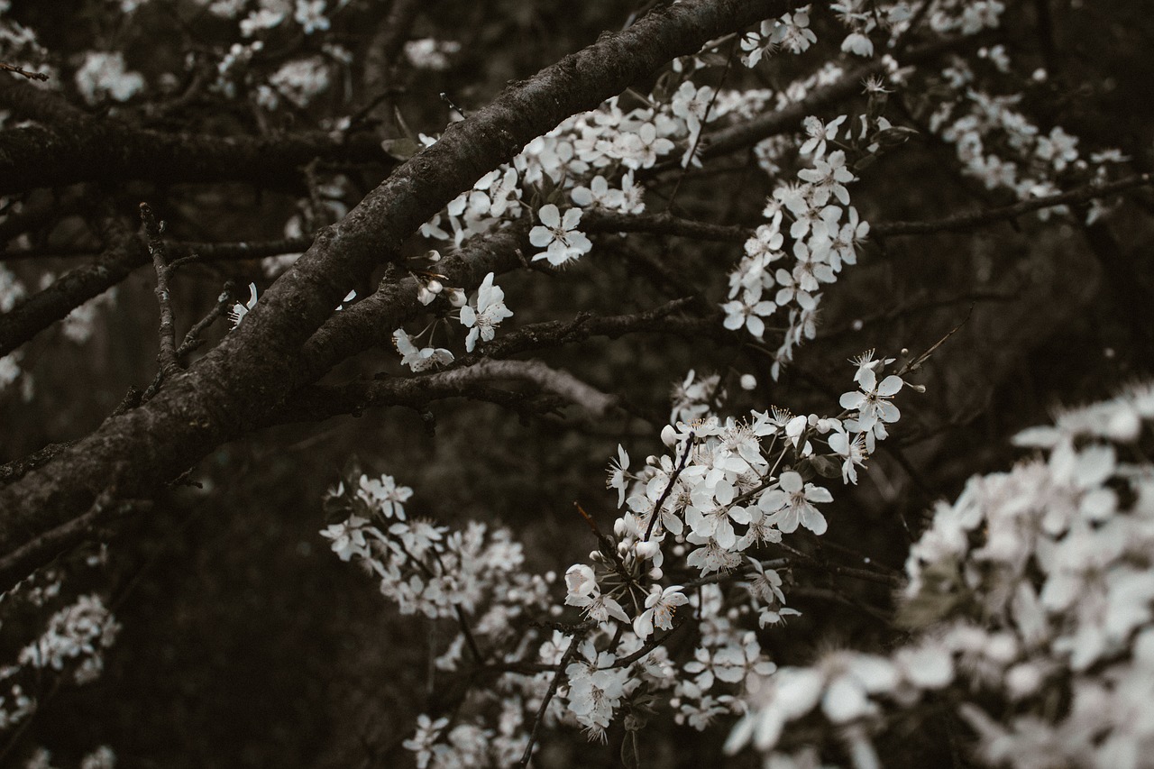 Image - pattern moody flowers