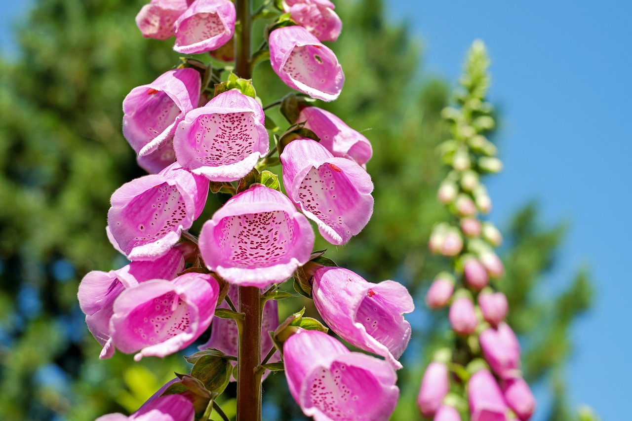 Image - thimble flower blossom bloom