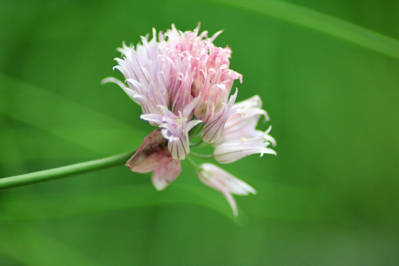 Image - flower spring nature plant grass