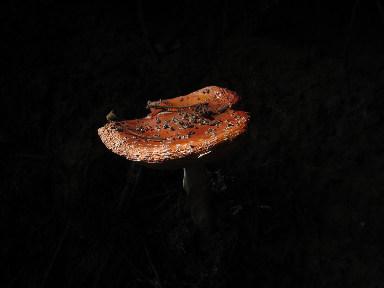 Image - plant fly agaric amanita muscaria