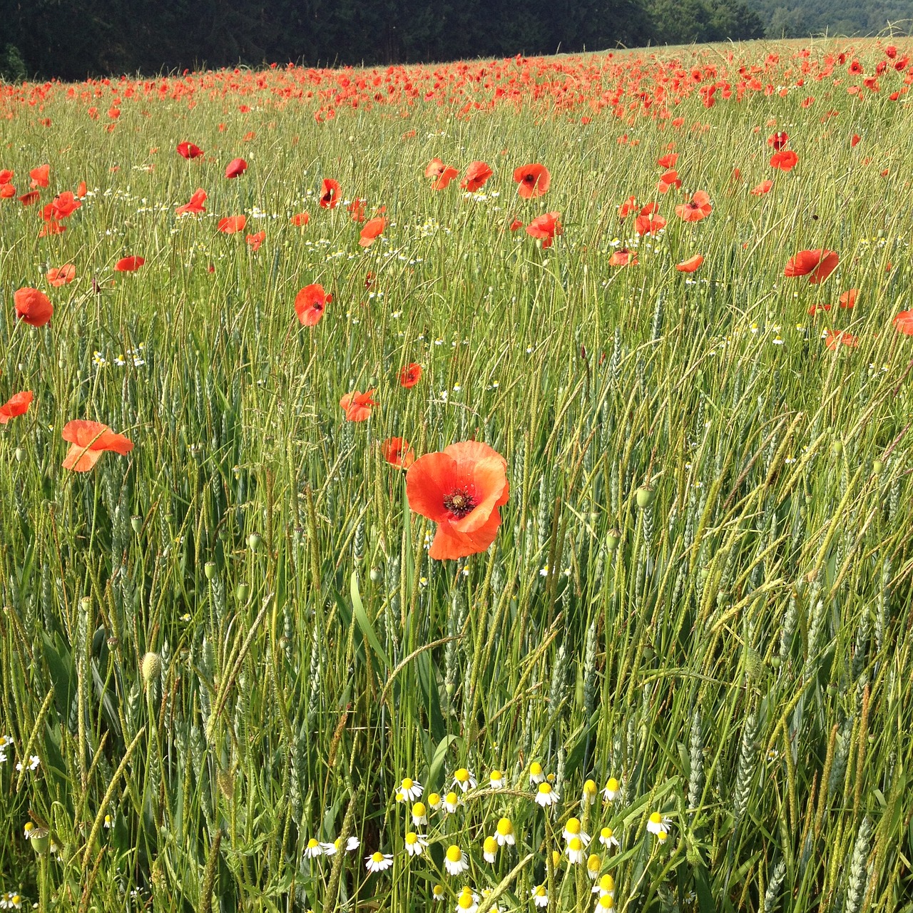 Image - poppies meadow klatschmohnfeld