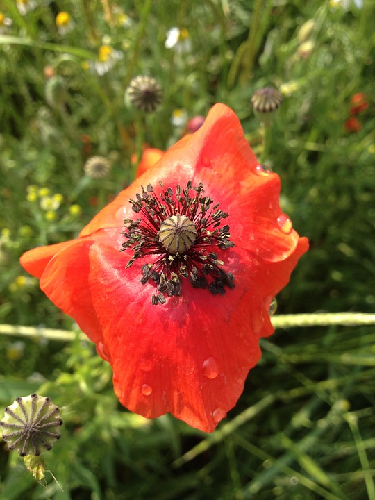 Image - red flower klatschmohn