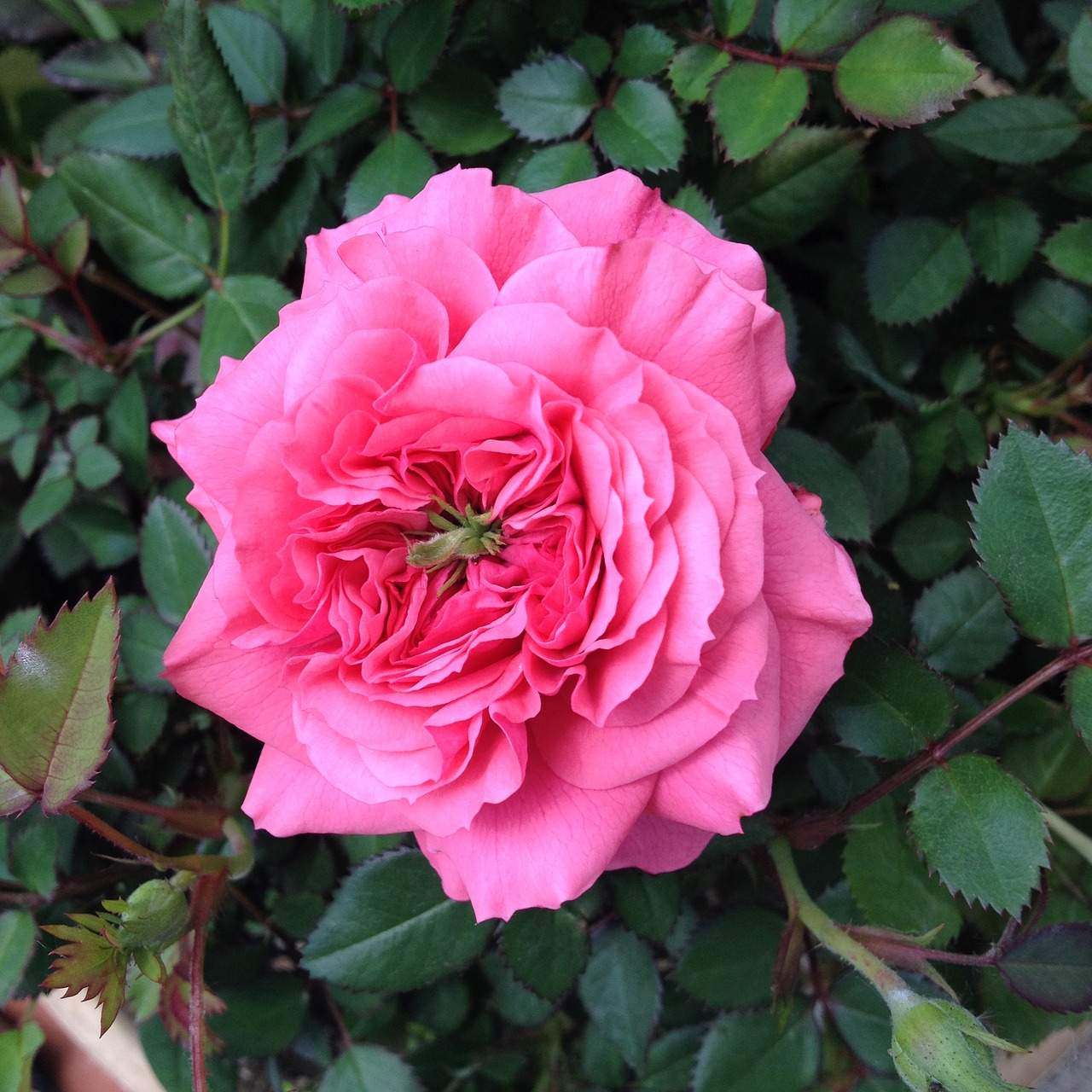 Image - pink rose rose rose splendor