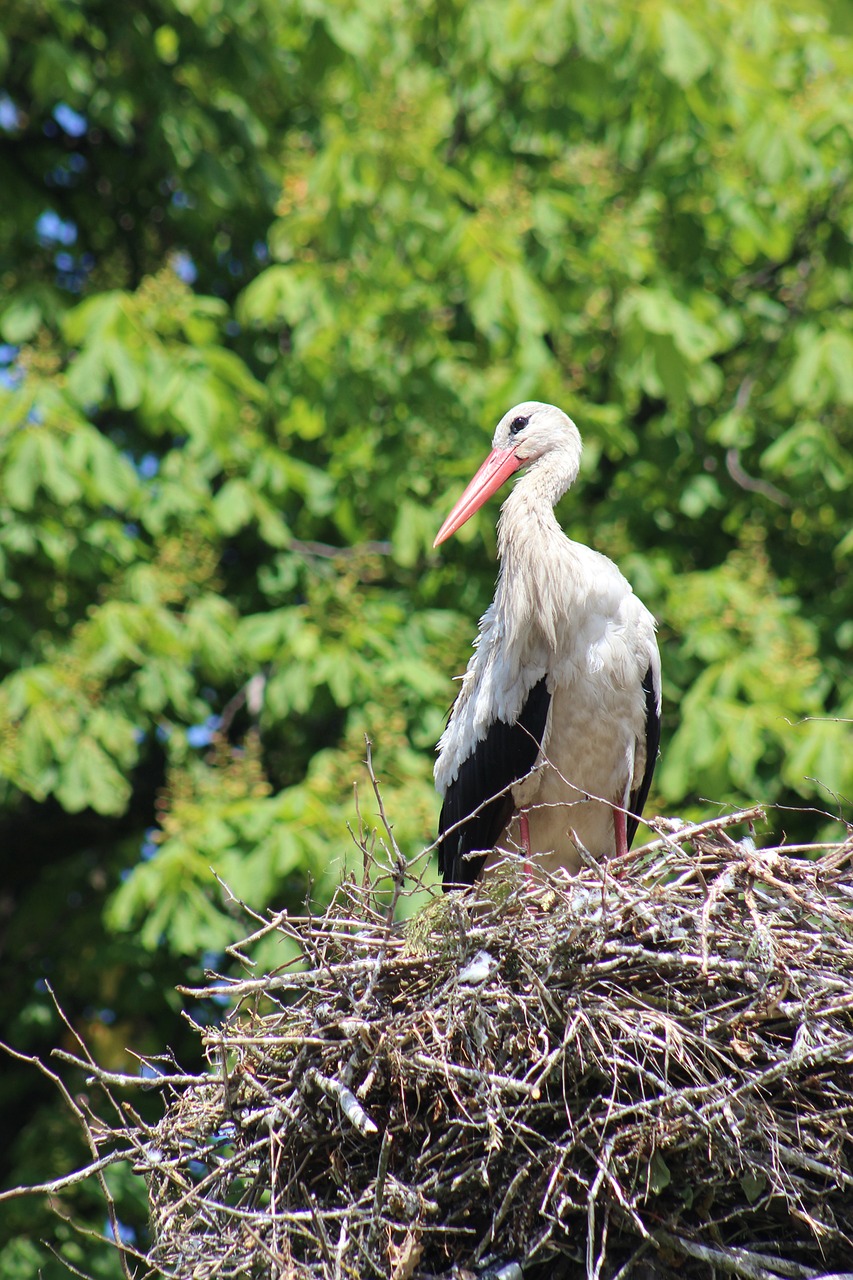 Image - stork bird poland village socket