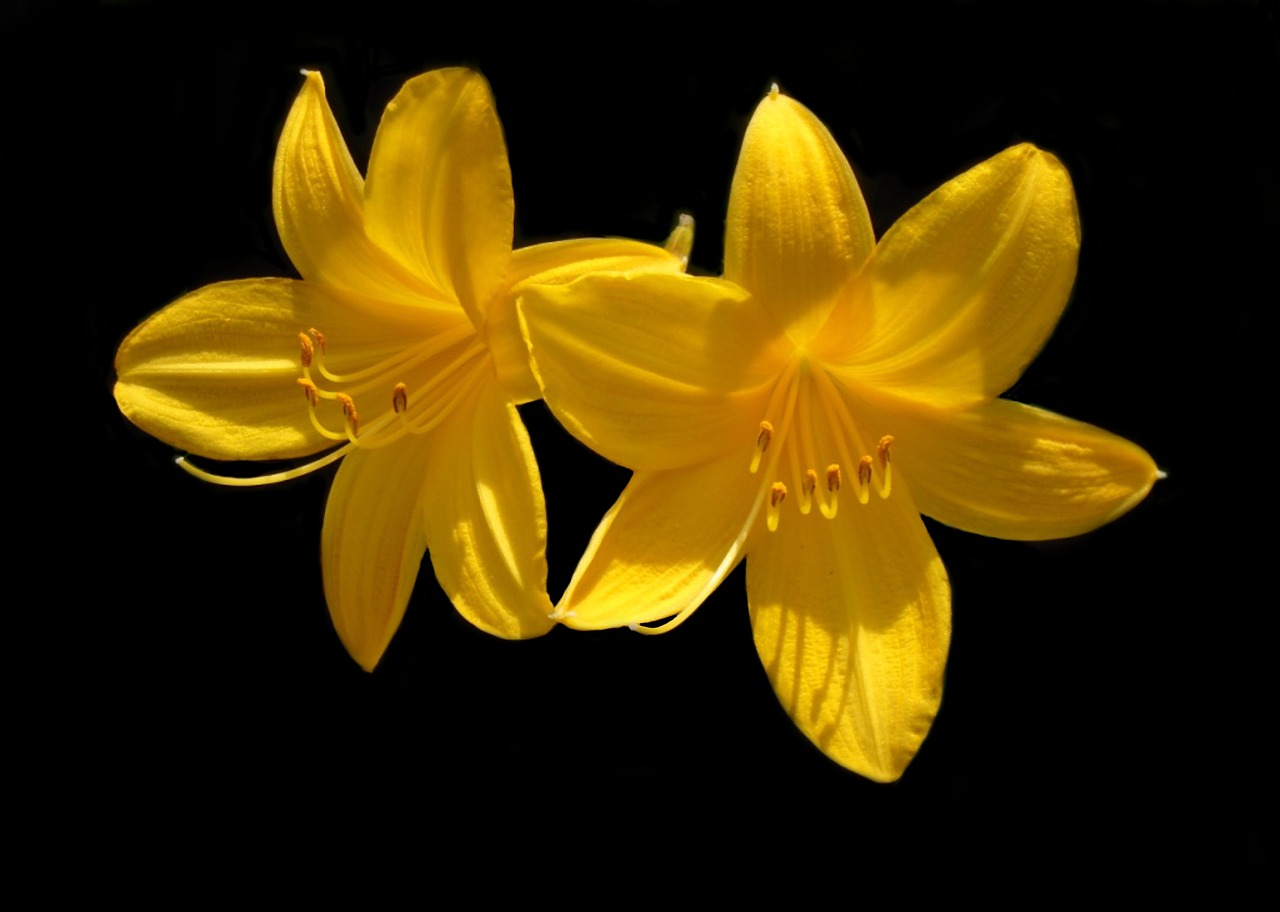 Image - day lily flower yellow blossom