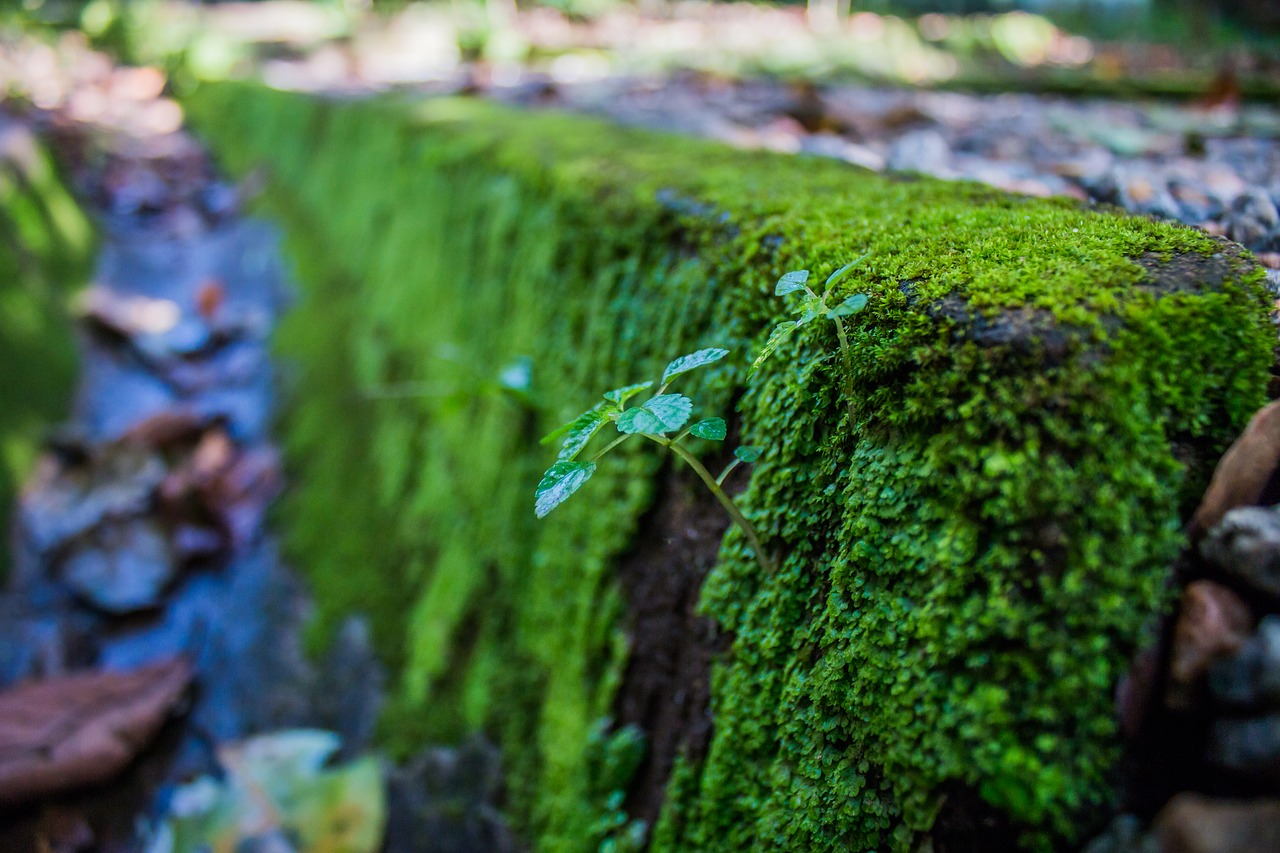 Image - moss step stone green nature old