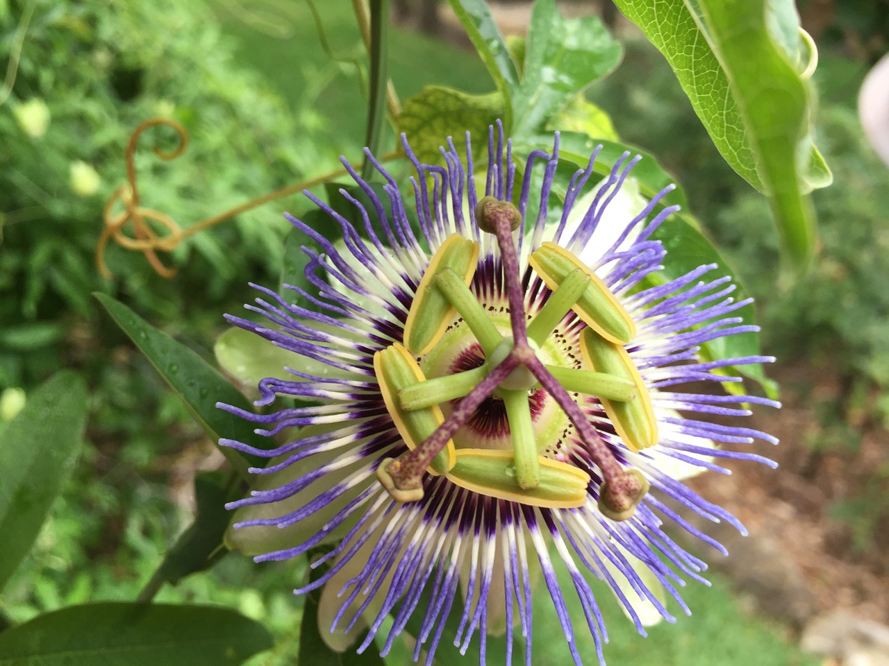 Image - passion flower blue green bloom