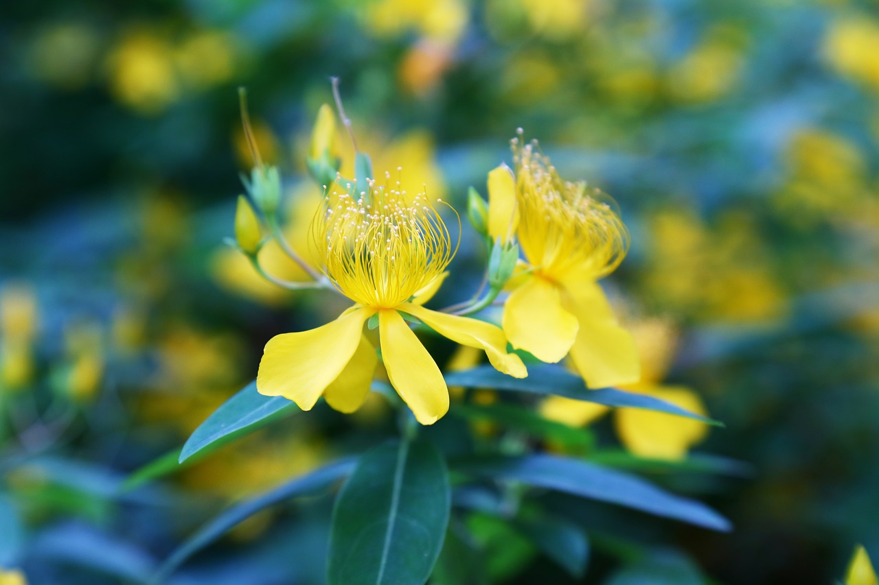 Image - micro flowers the scenery