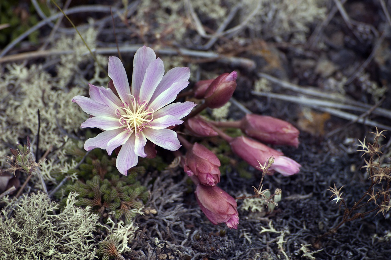 Image - flower wildflower nature peaceful