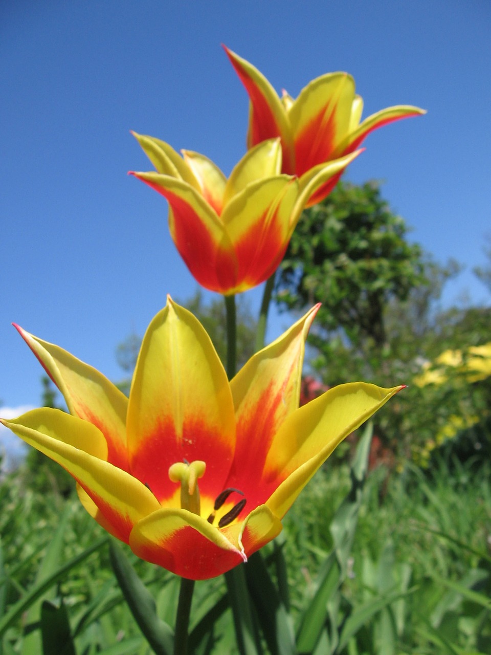 Image - tulip tulips a variety toronto