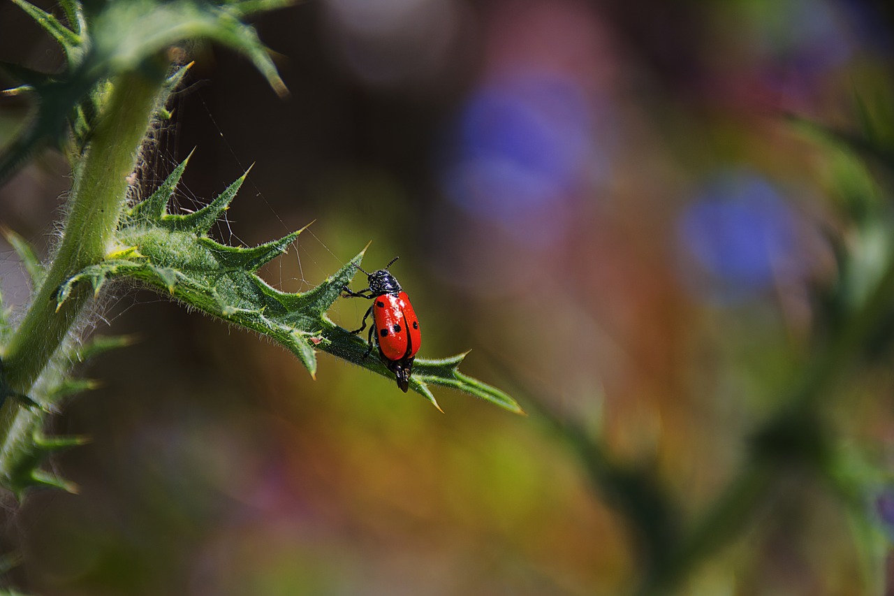 Image - ladybug insect nature detail macro