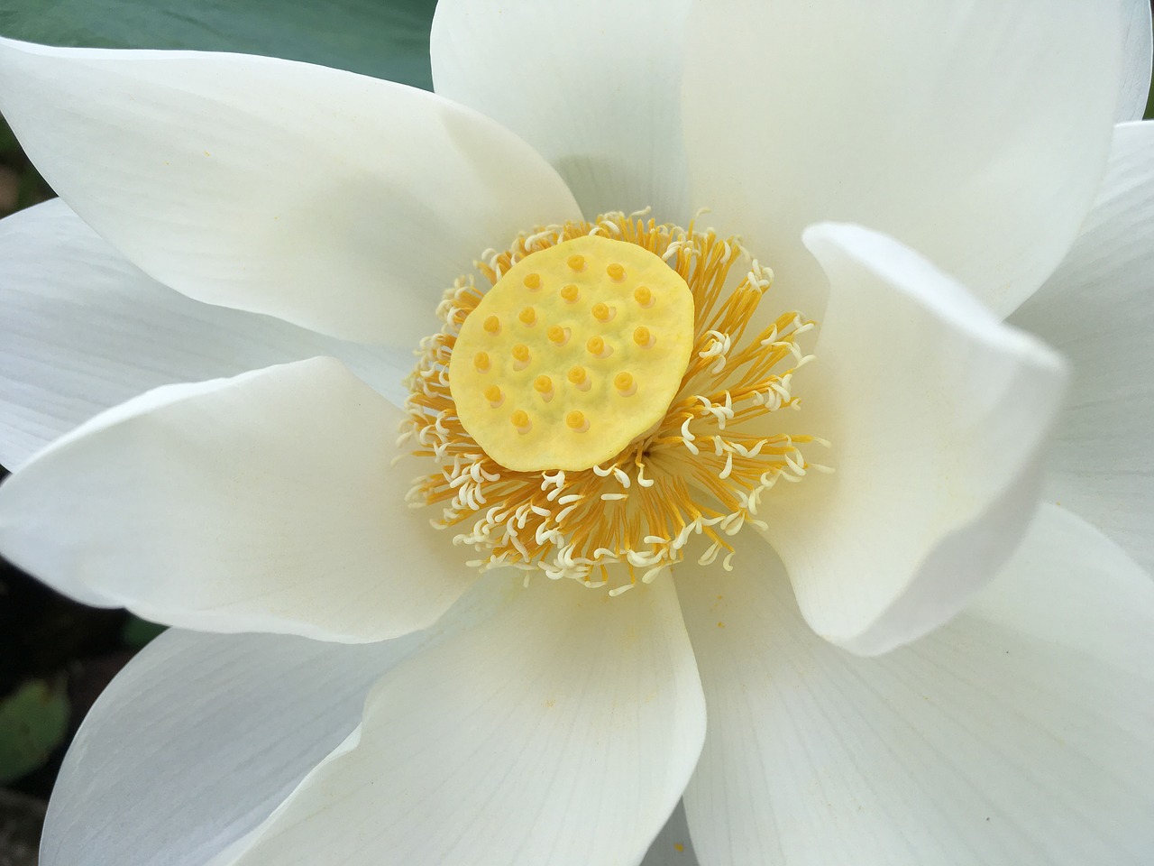 Image - lotus white yellow garden bloom