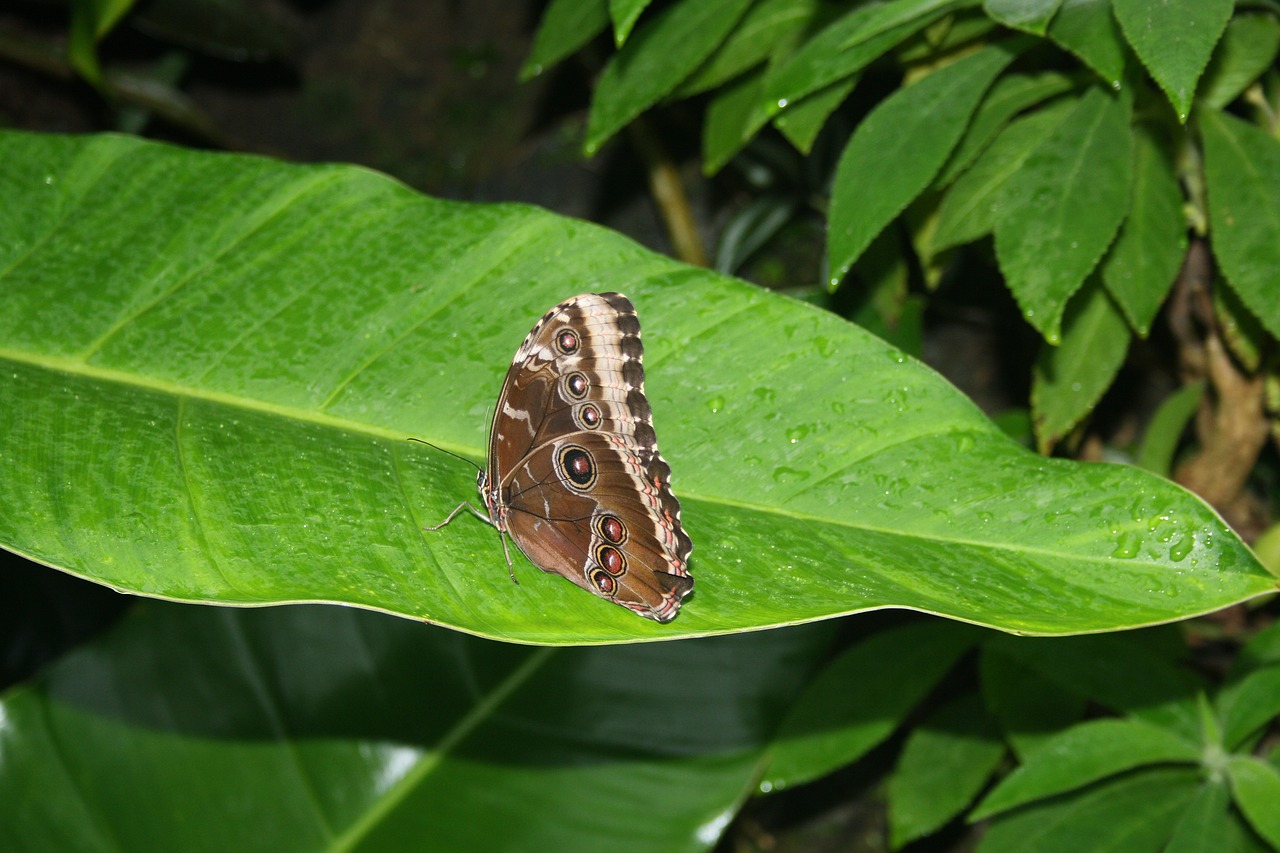 Image - butterflies braun butterfly