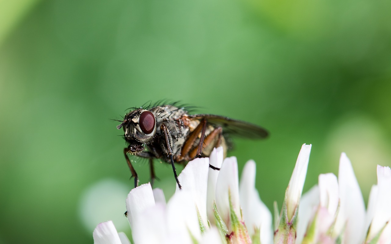 Image - bluebottle calliphoridae fly