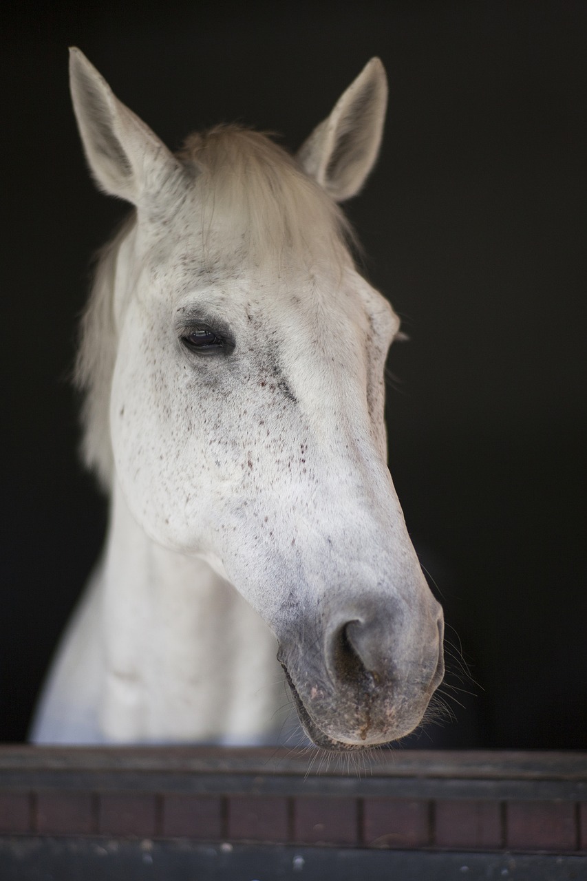 Image - horse white beautiful barn animal