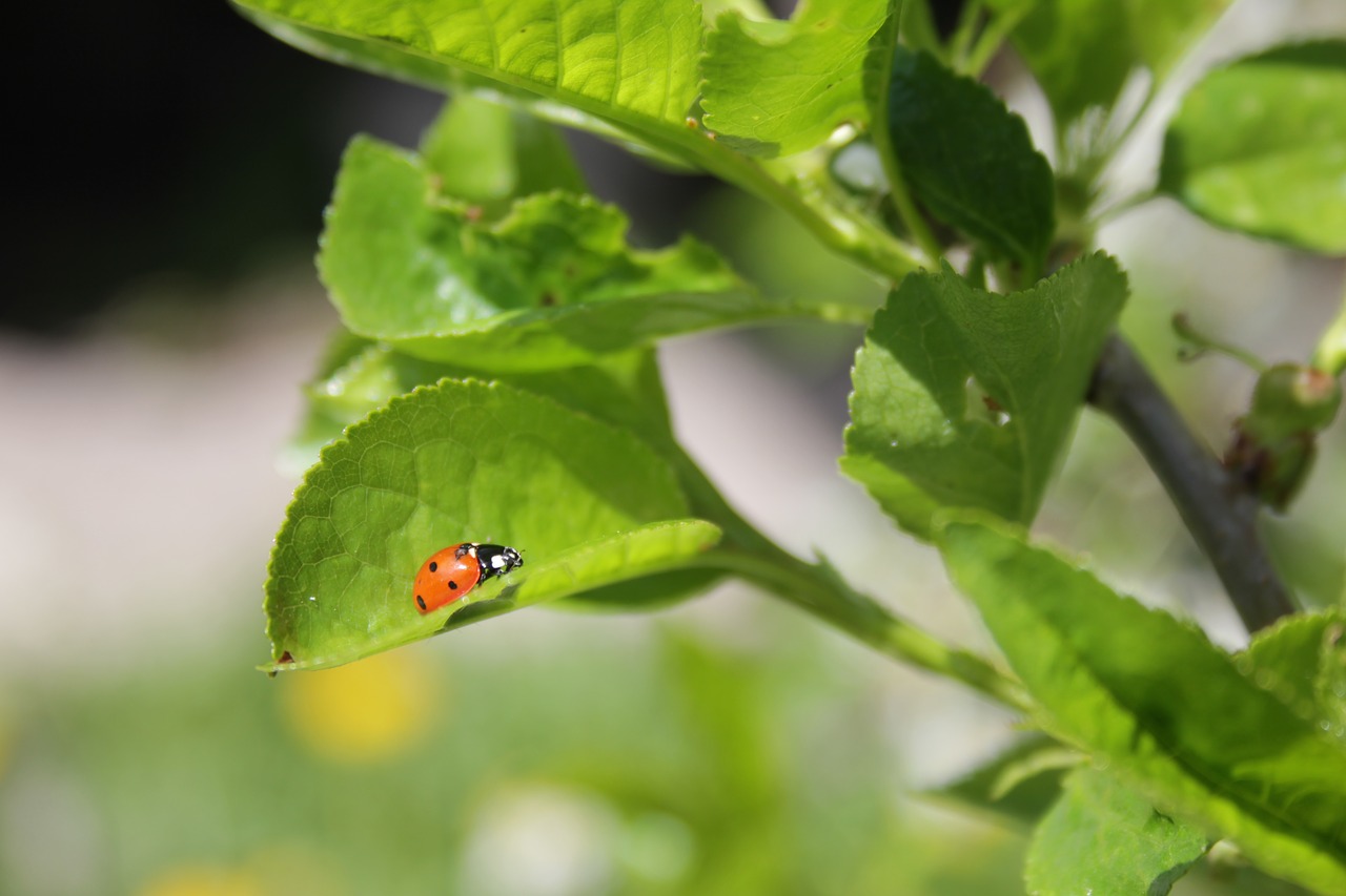 Image - of god ladybug greens