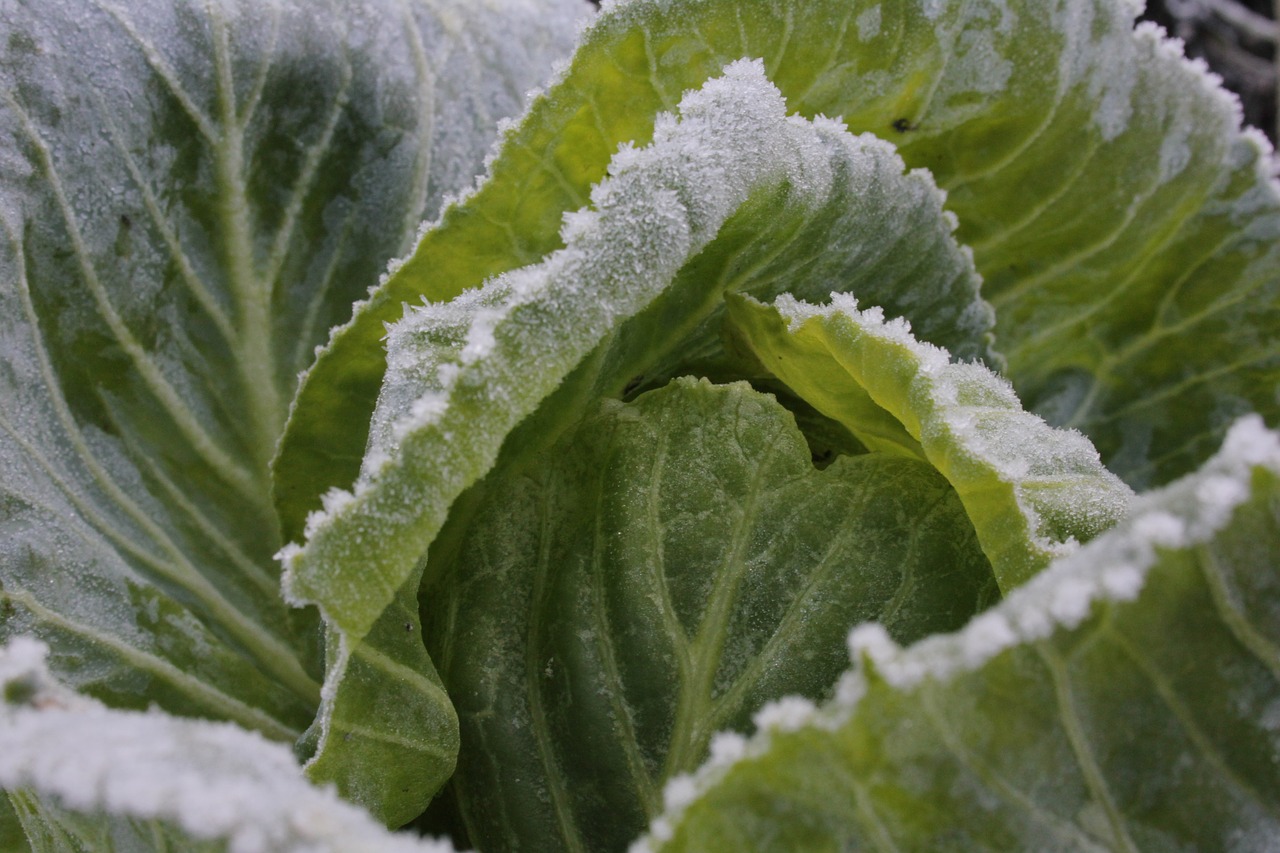 Image - cabbage greens blue