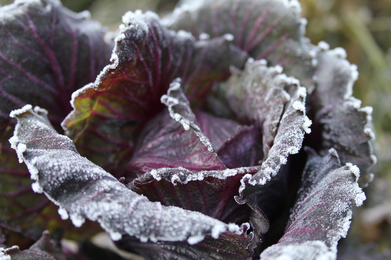 Image - cabbage blue purple