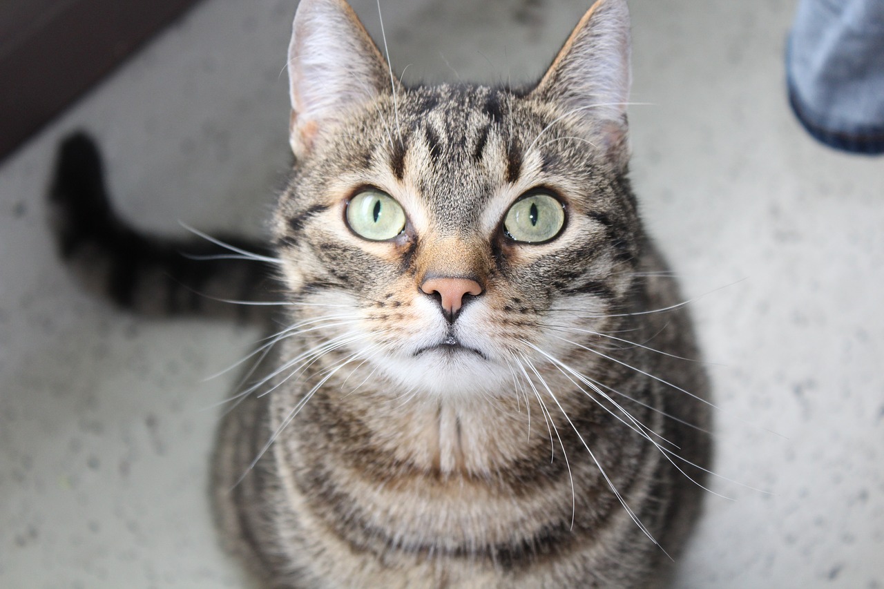 Image - cat mieze face domestic cat animal