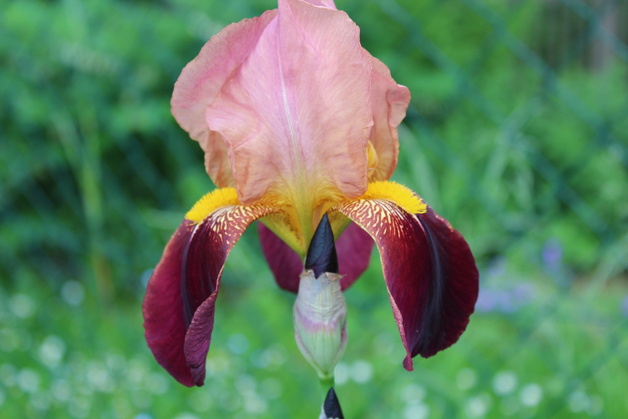 Image - flower blossom bloom pink purple