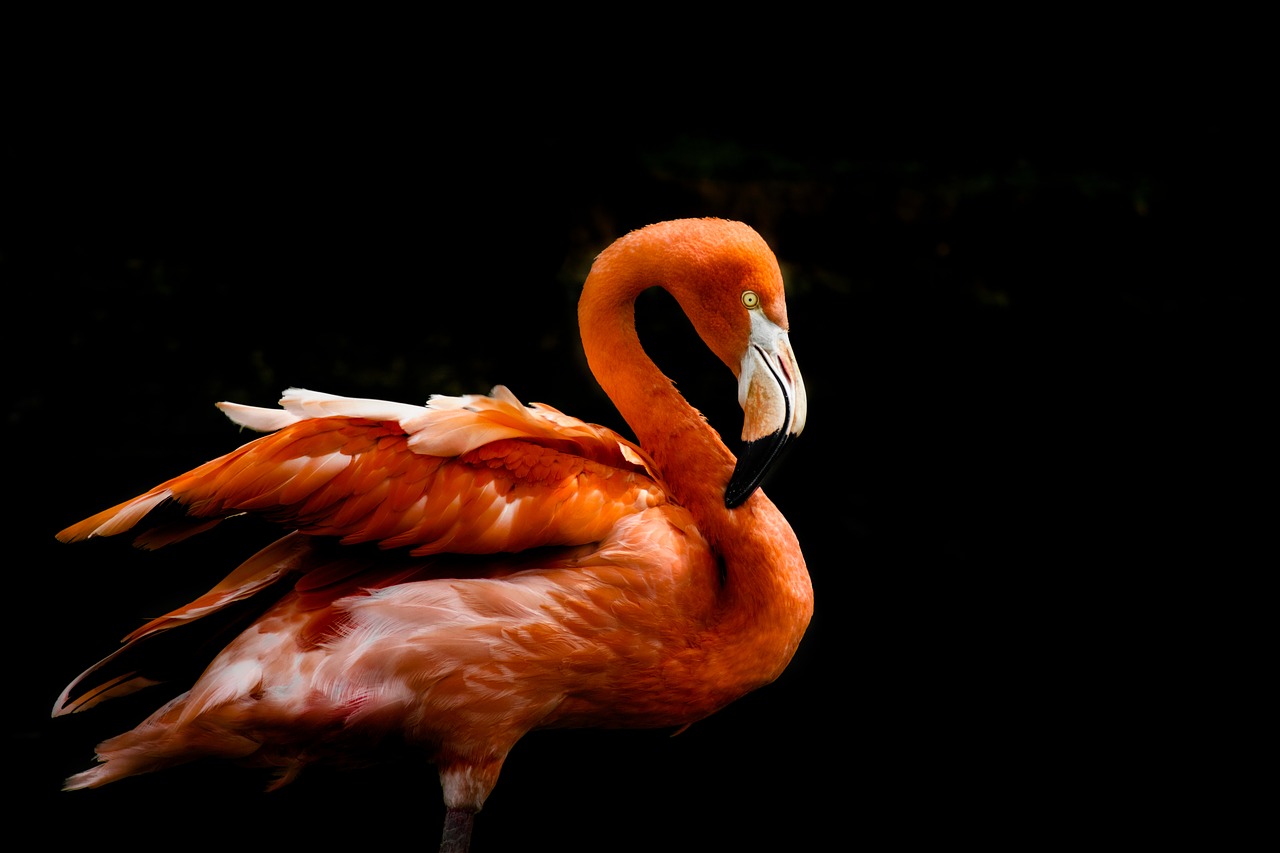 Image - flamingo bird orange