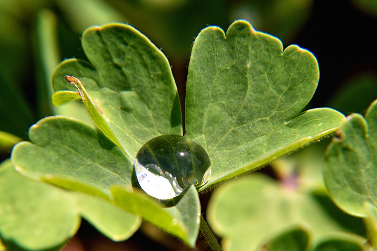 Image - drop of water leaf close drip
