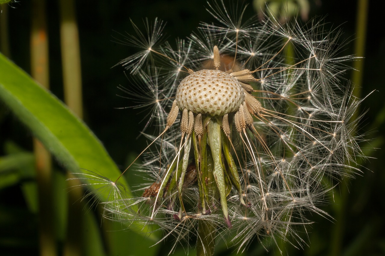Image - dandelion seeds flowers pooh